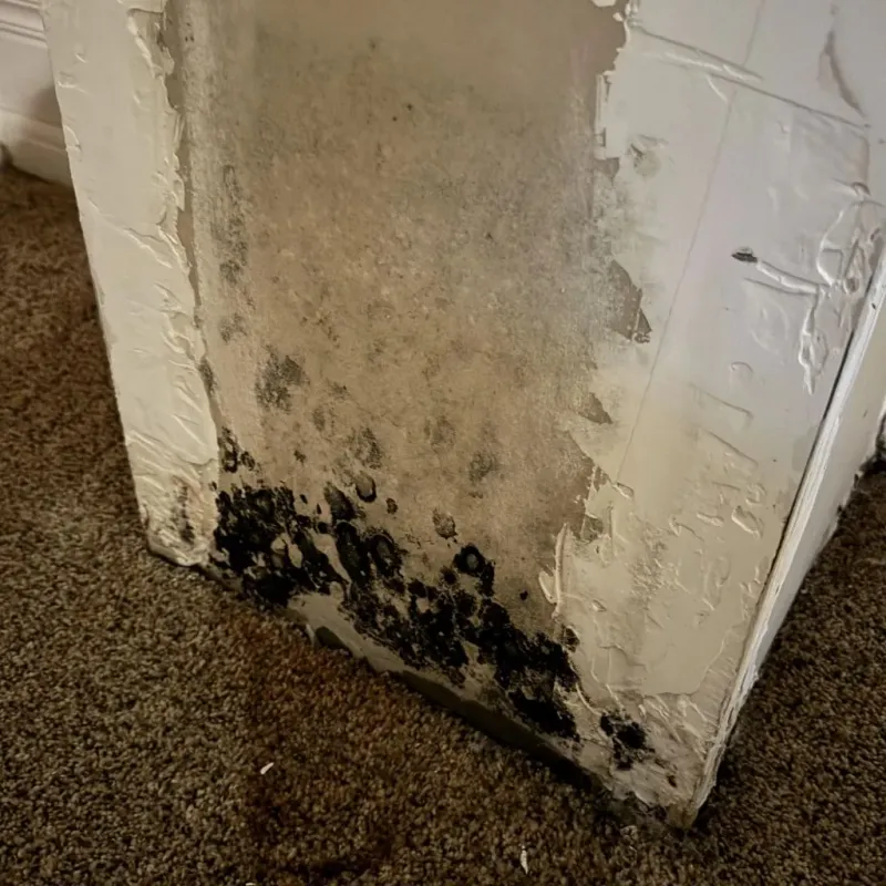 Professional Mold Removal in Minetto, NY